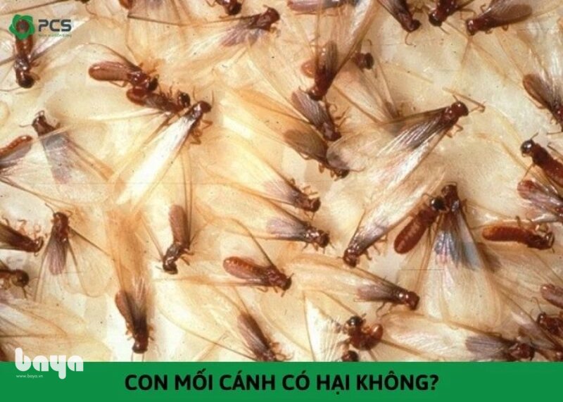 Cách diệt gián, mối, rệp giường - Cách diệt gián, mối, rệp giường: nhận diện và nguyên tắc an toàn