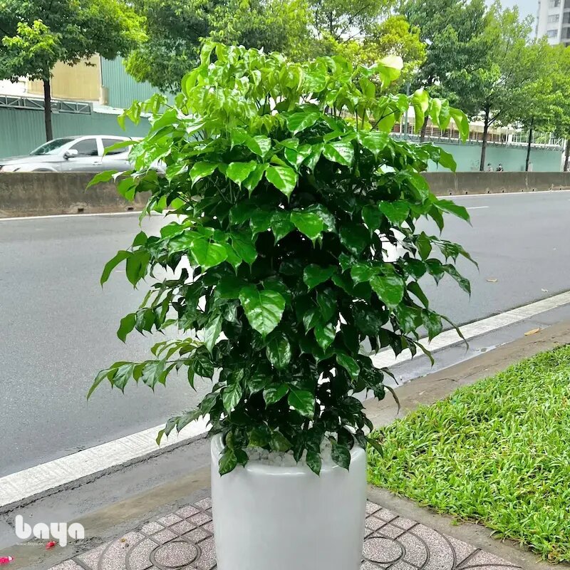Cây hạnh phúc - Vị trí đặt cây theo quan niệm