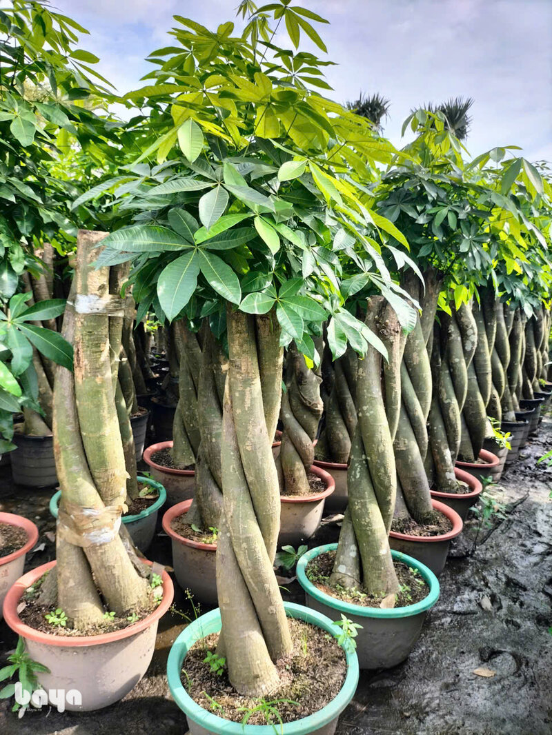 Cây kim ngân - Thân bện và gốc phình