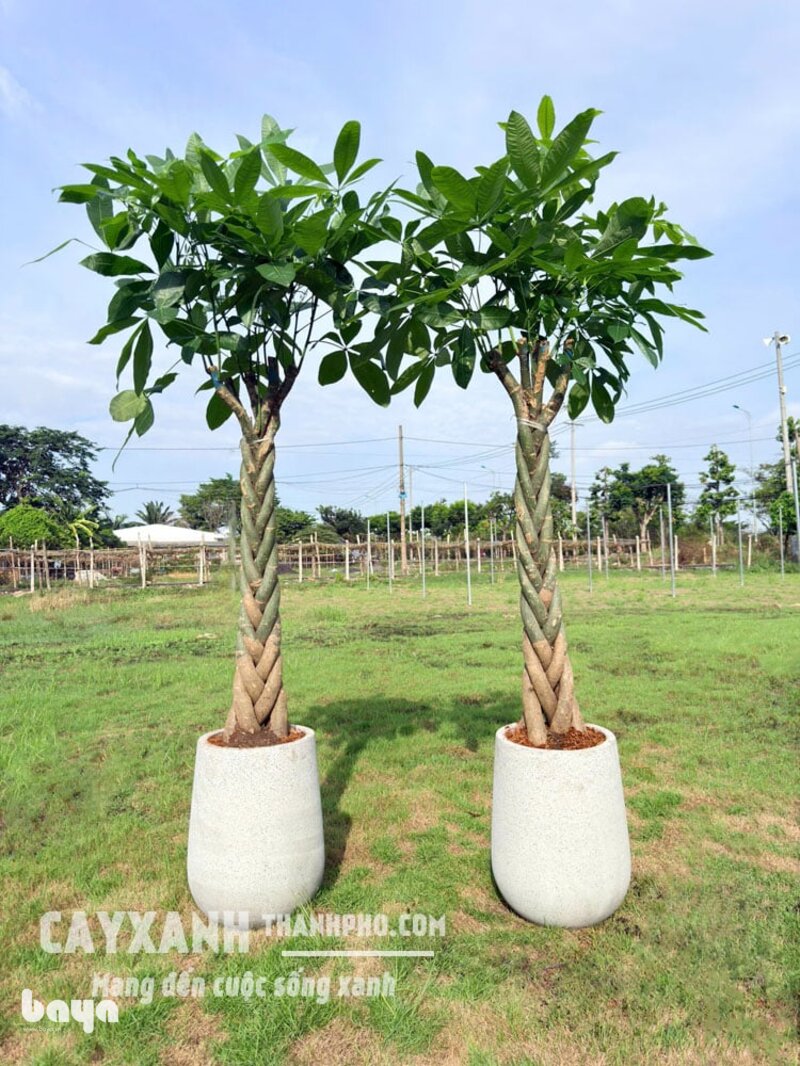 Cây kim ngân - Cây kim ngân hợp mệnh nào