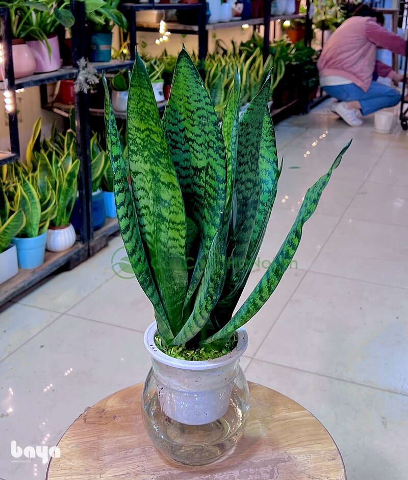 Cây lưỡi hổ - Đặc điểm nhận biết cây lưỡi hổ