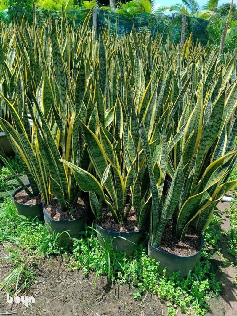 Cây lưỡi hổ - Nhiệt độ và phân bón