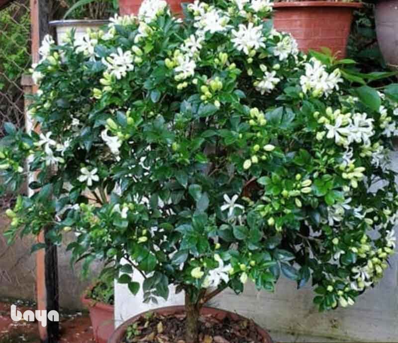 Cây nguyệt quế - Đặc điểm của Laurus nobilis