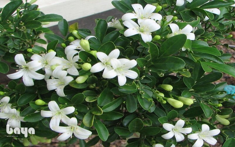 Cây nguyệt quế - Ý nghĩa của cây nguyệt quế