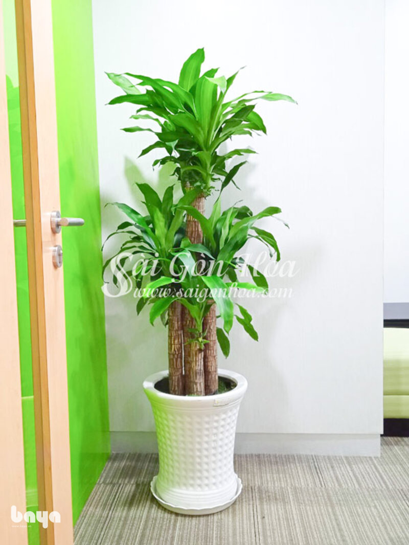 Cây phát tài - Cây phát tài hợp mệnh nào