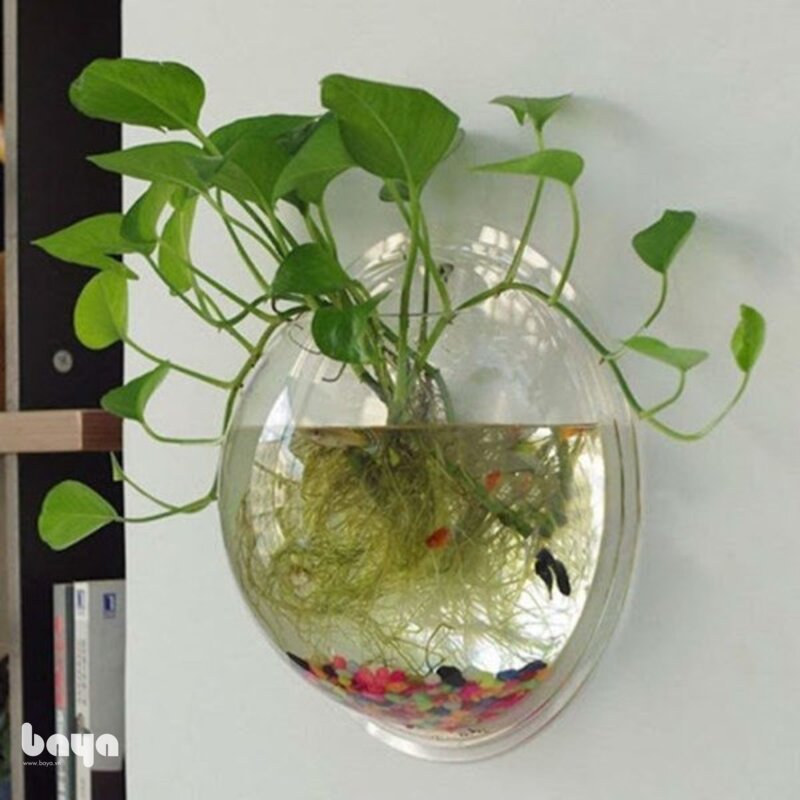 Cây trầu bà - Ánh sáng Cây trầu bà - Ánh sáng