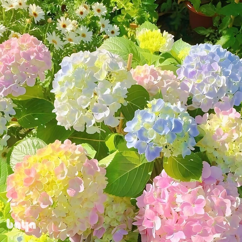 Hoa cẩm tú cầu - Hai kiểu chùm hoa