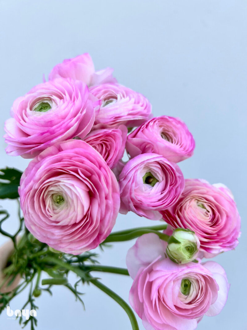 Hoa mao lương - Độc tính của hoa mao lương và cách dùng an toàn Hoa mao lương - Độc tính của hoa mao lương và cách dùng an toàn