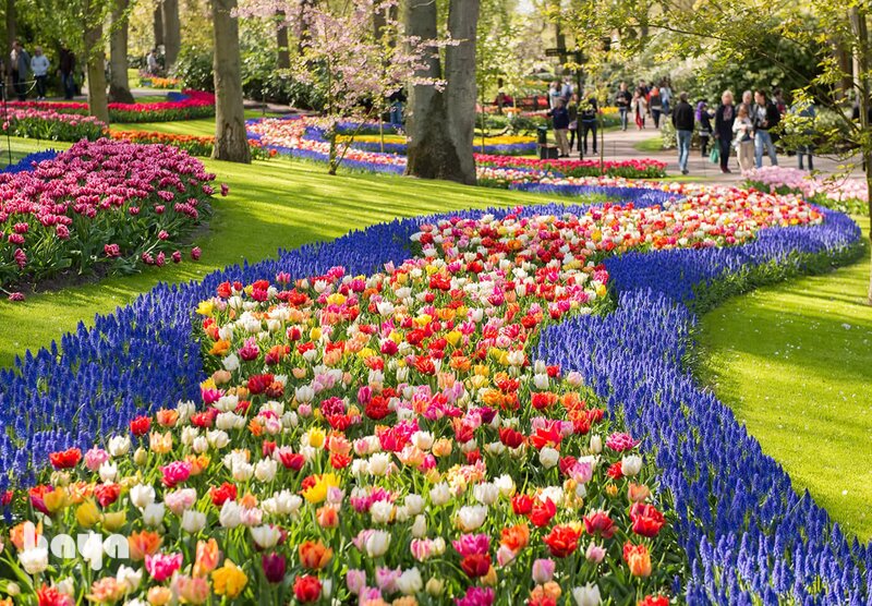 Hoa tulip - Hoa tulip trắng và tím