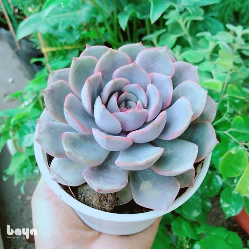 Sen đá - Cách tưới sen đá