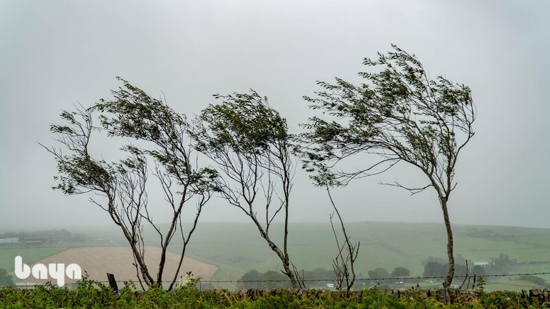 Windy - Xác định nhu cầu xem Windy
